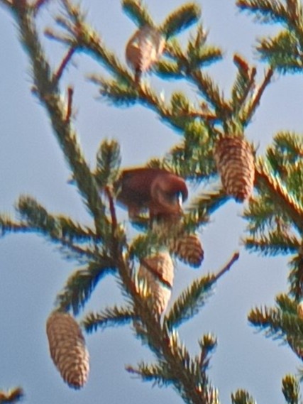 Red Crossbill - ML643276236