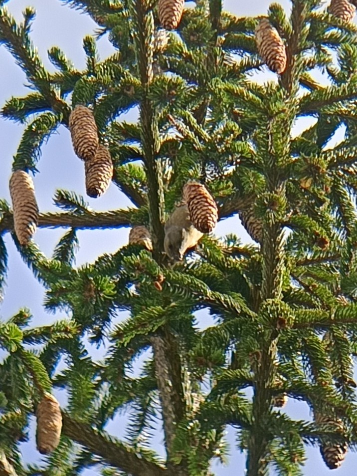 Red Crossbill - ML643276237