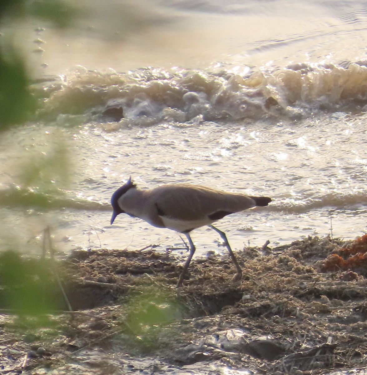 River Lapwing - ML643276252