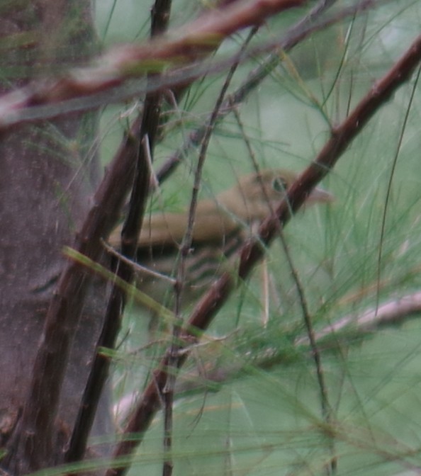 Ovenbird - ML643276277