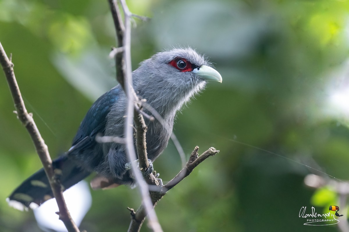 Black-bellied Malkoha - ML643276303