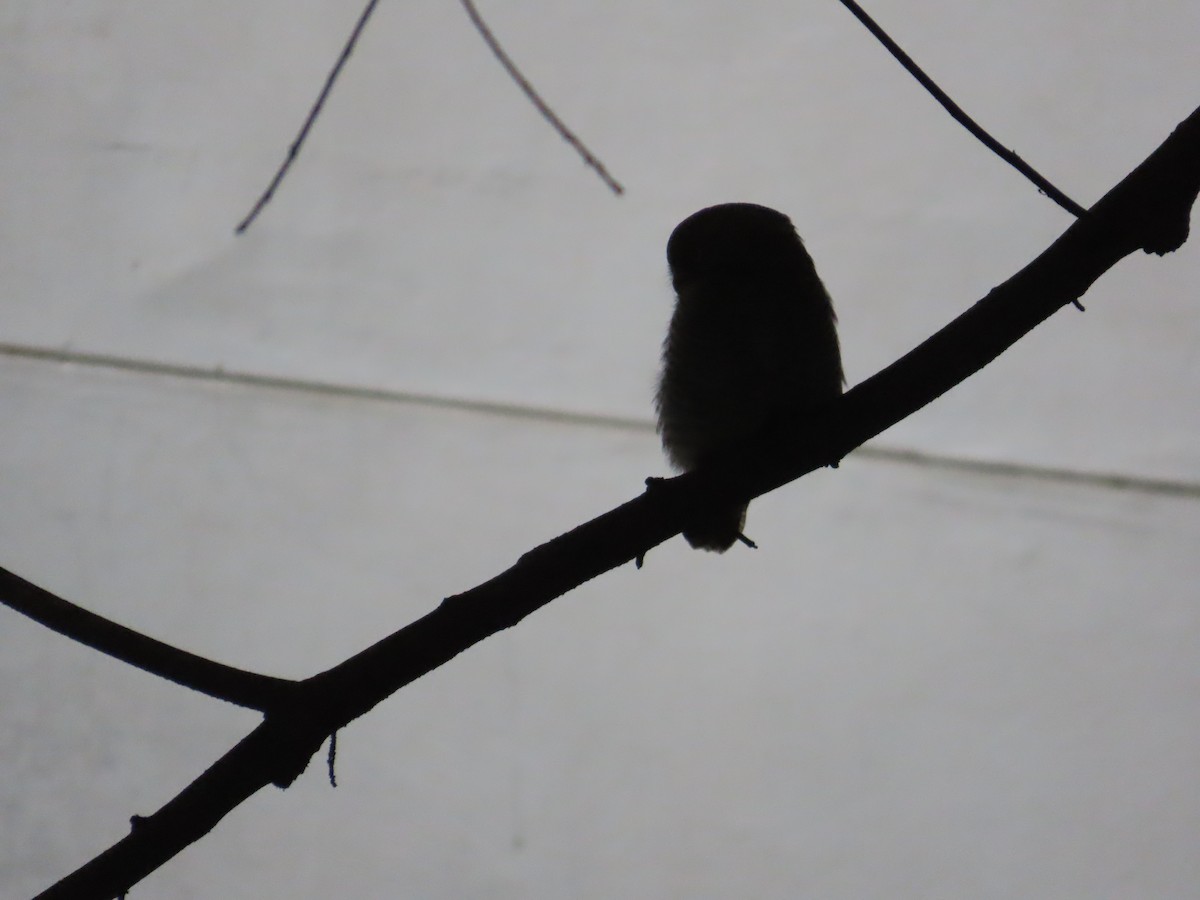 Jungle Owlet - ML643276304