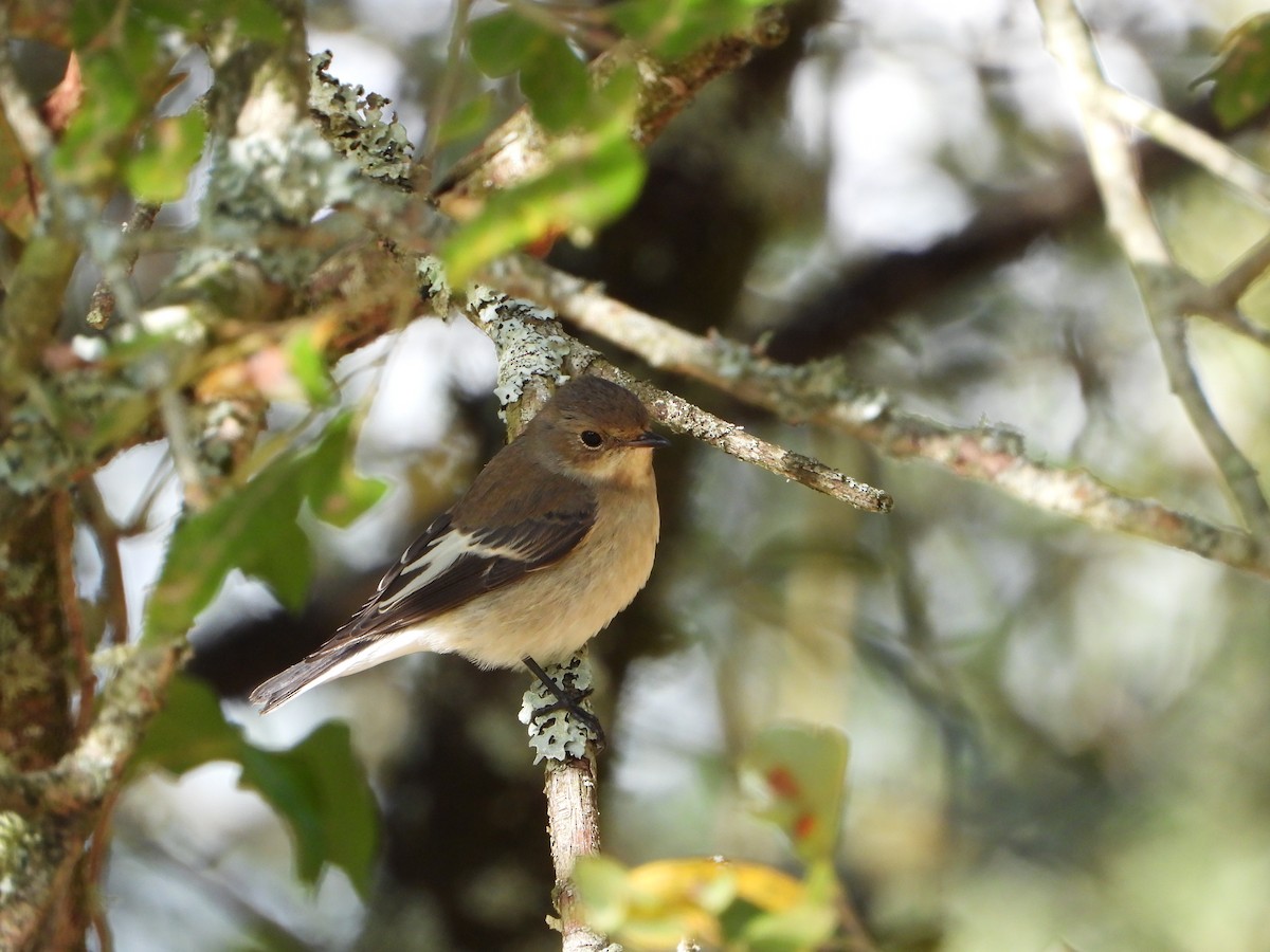 European Pied Flycatcher - ML643276337