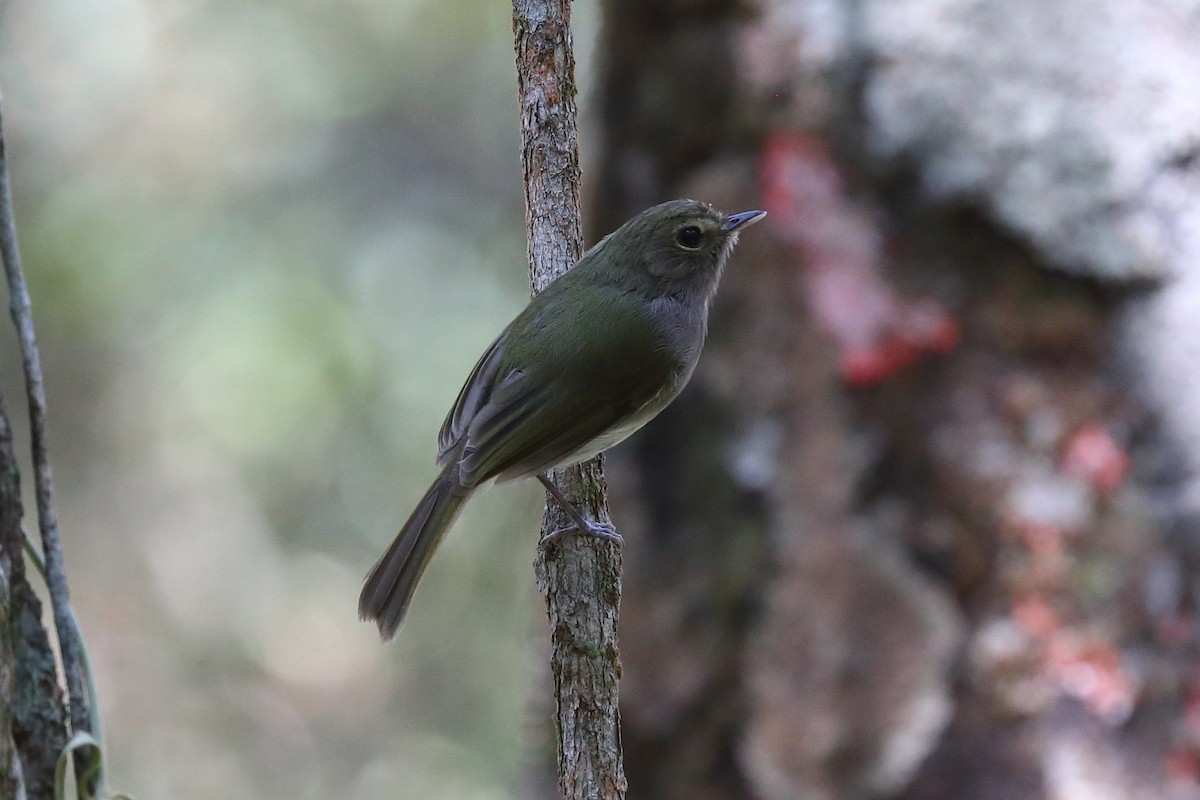Drab-breasted Pygmy-Tyrant - ML643276345