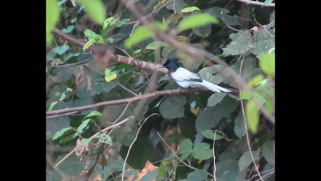 Indian Paradise-Flycatcher - ML643276349