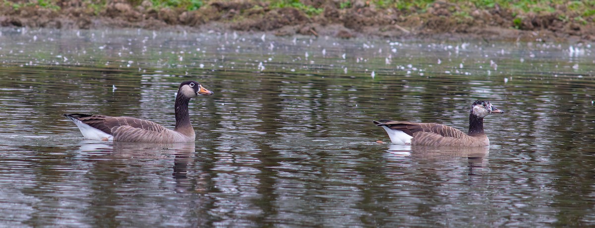 Graylag x Canada Goose (hybrid) - ML643276358