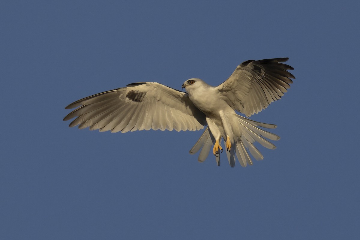 White-tailed Kite - ML643276368