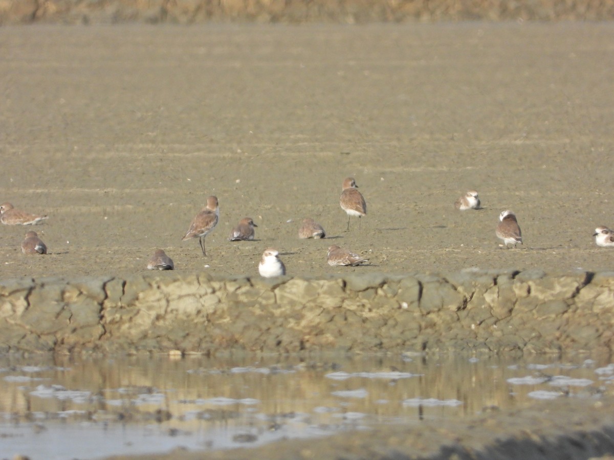 Tibetan Sand-Plover - ML643276402