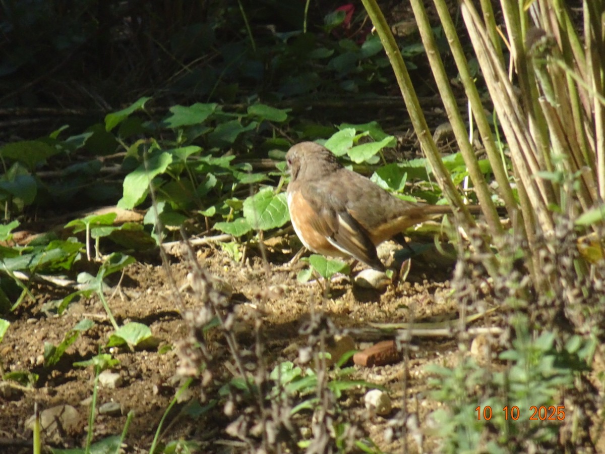 pipilo rudooký - ML643276443