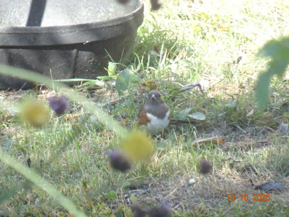 pipilo rudooký - ML643276444