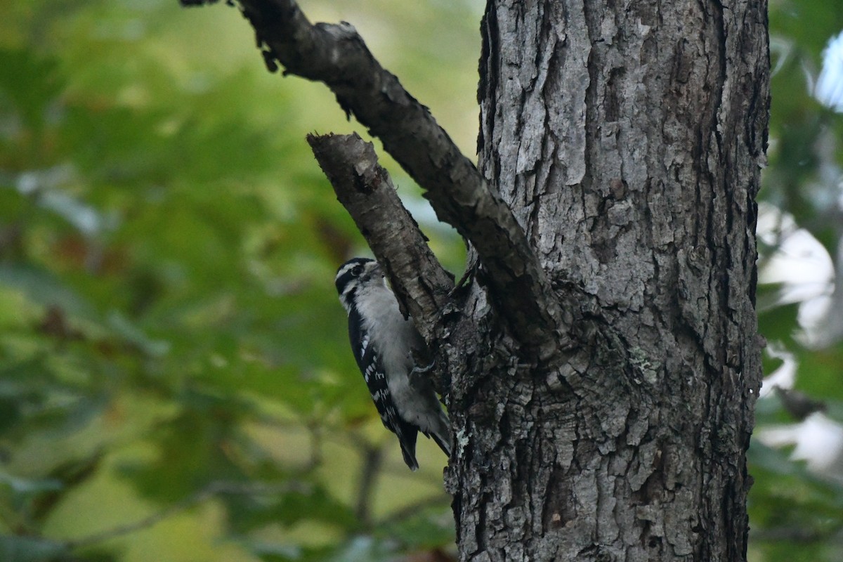 Downy Woodpecker - ML643276445