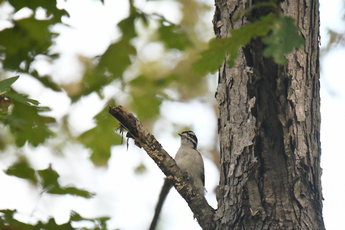 Downy Woodpecker - ML643276446