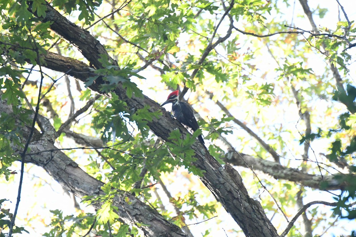 Pileated Woodpecker - ML643276448