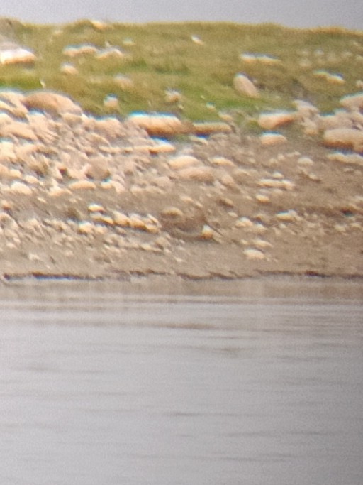 Common Snipe - ML643276453