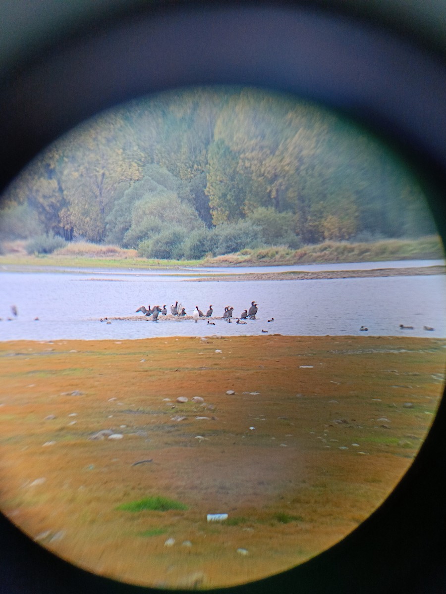 Great Cormorant - ML643276463