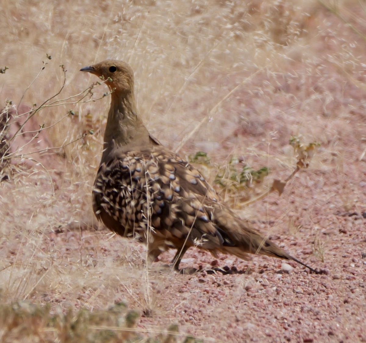 Namaqua Sandgrouse - ML643276471