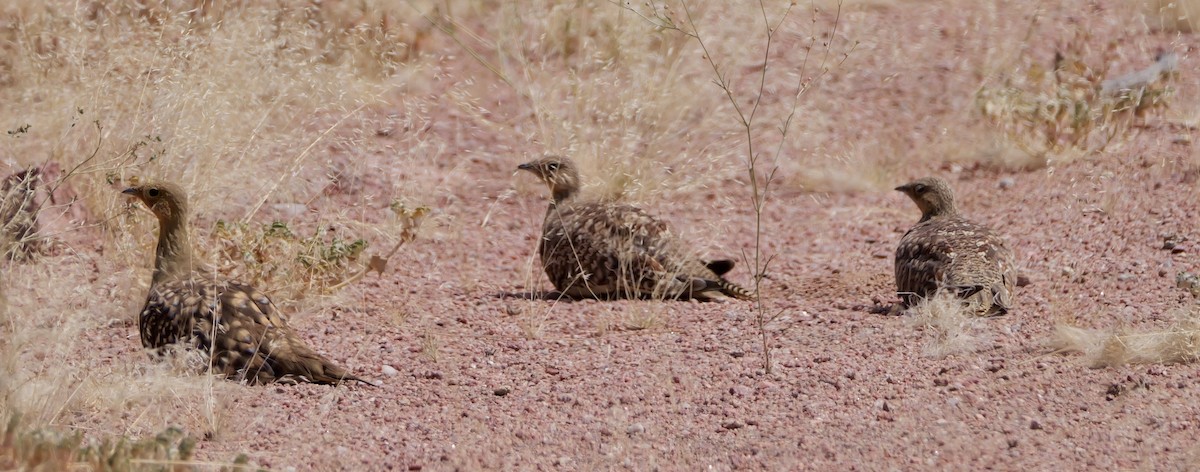 Namaqua Sandgrouse - ML643276472