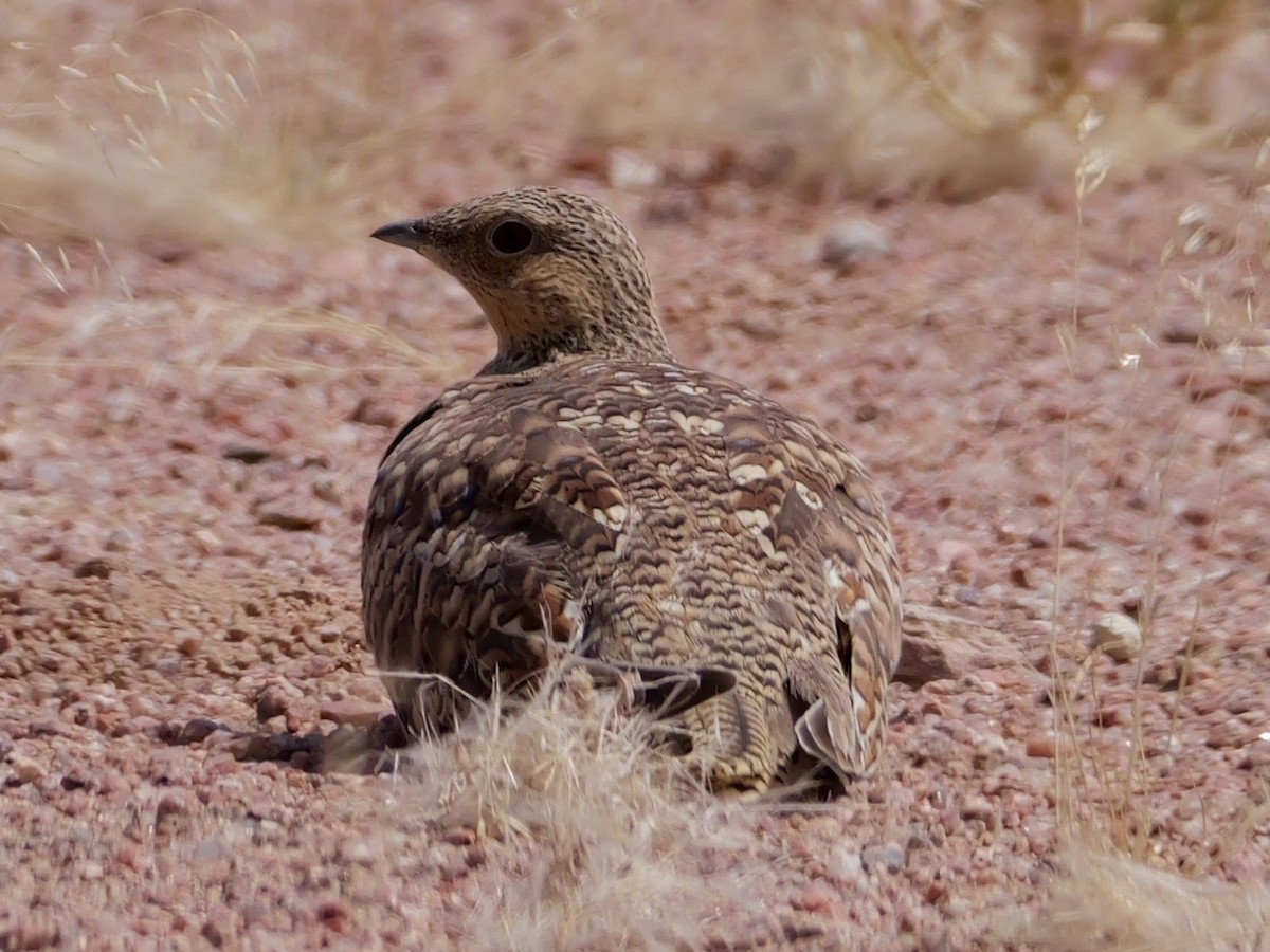 Namaqua Sandgrouse - ML643276473