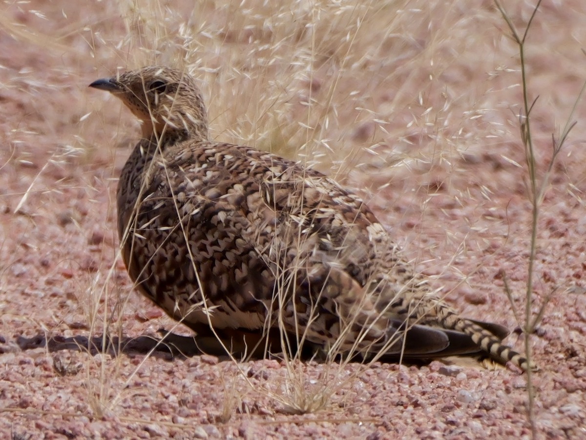 Namaqua Sandgrouse - ML643276474