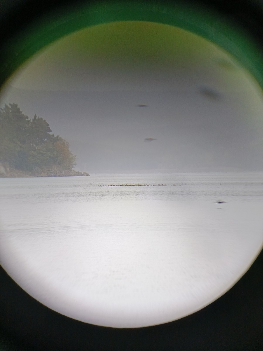 Great Cormorant - ML643276475