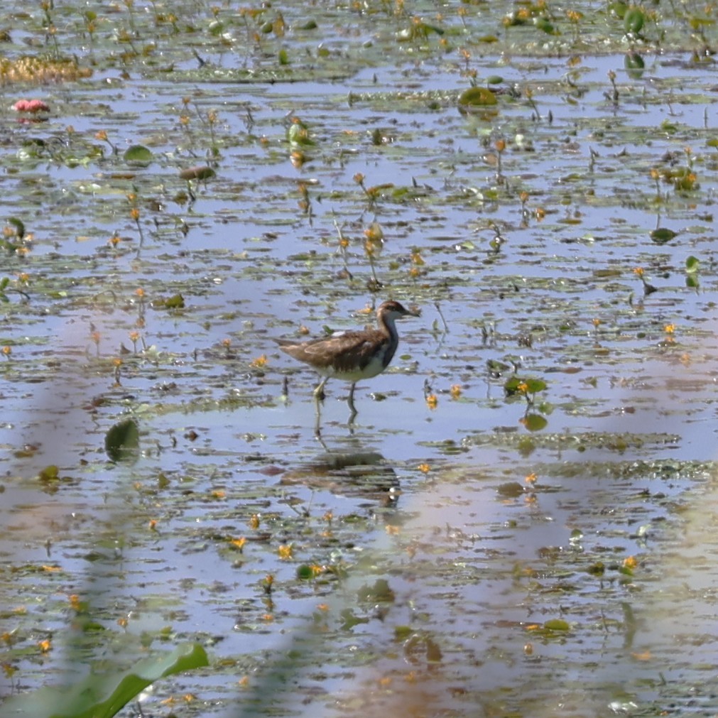 Jacana à longue queue - ML643276476