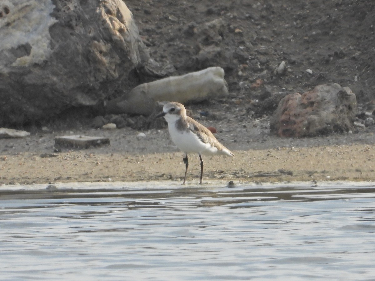 Tibetan Sand-Plover - ML643276481