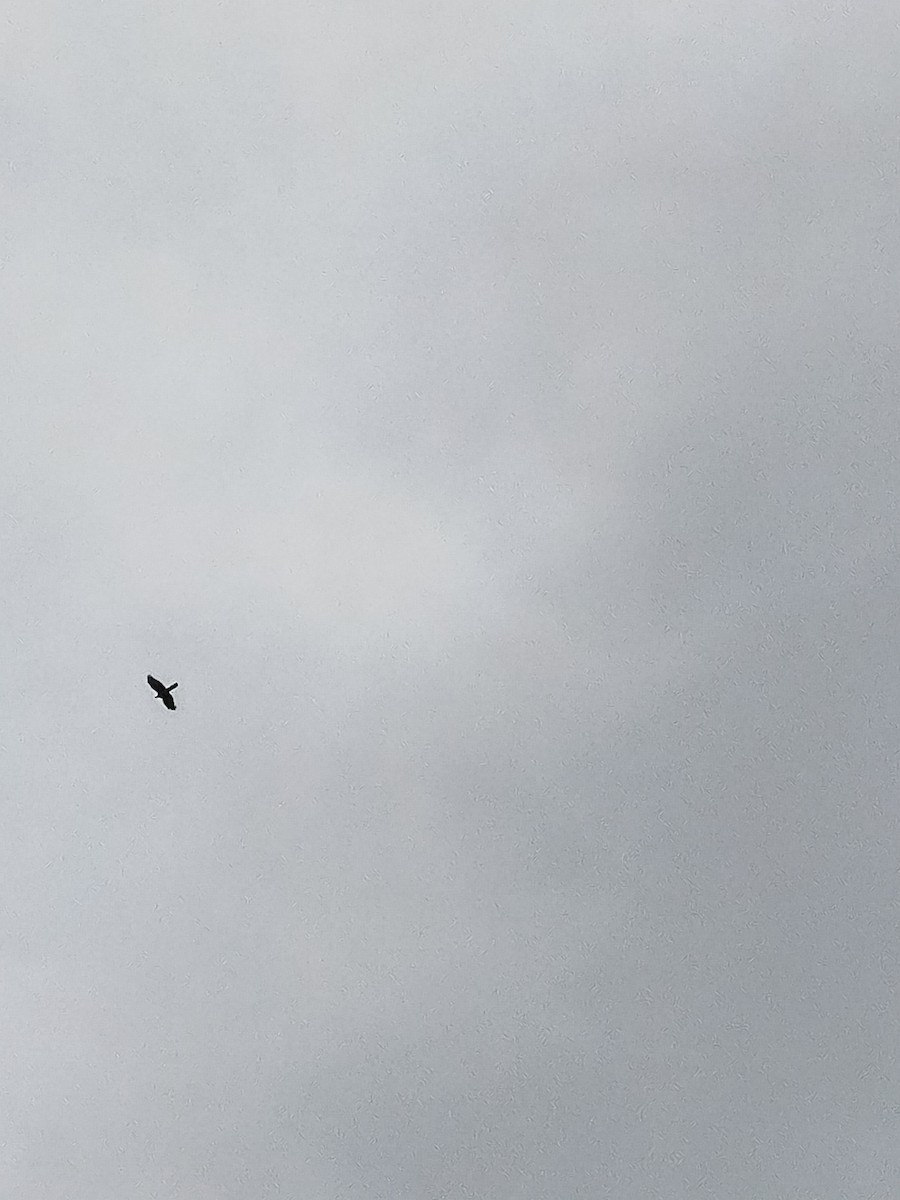 Eurasian Sparrowhawk - ML643276500