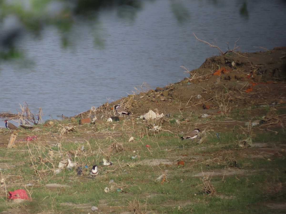 River Lapwing - ML643276503
