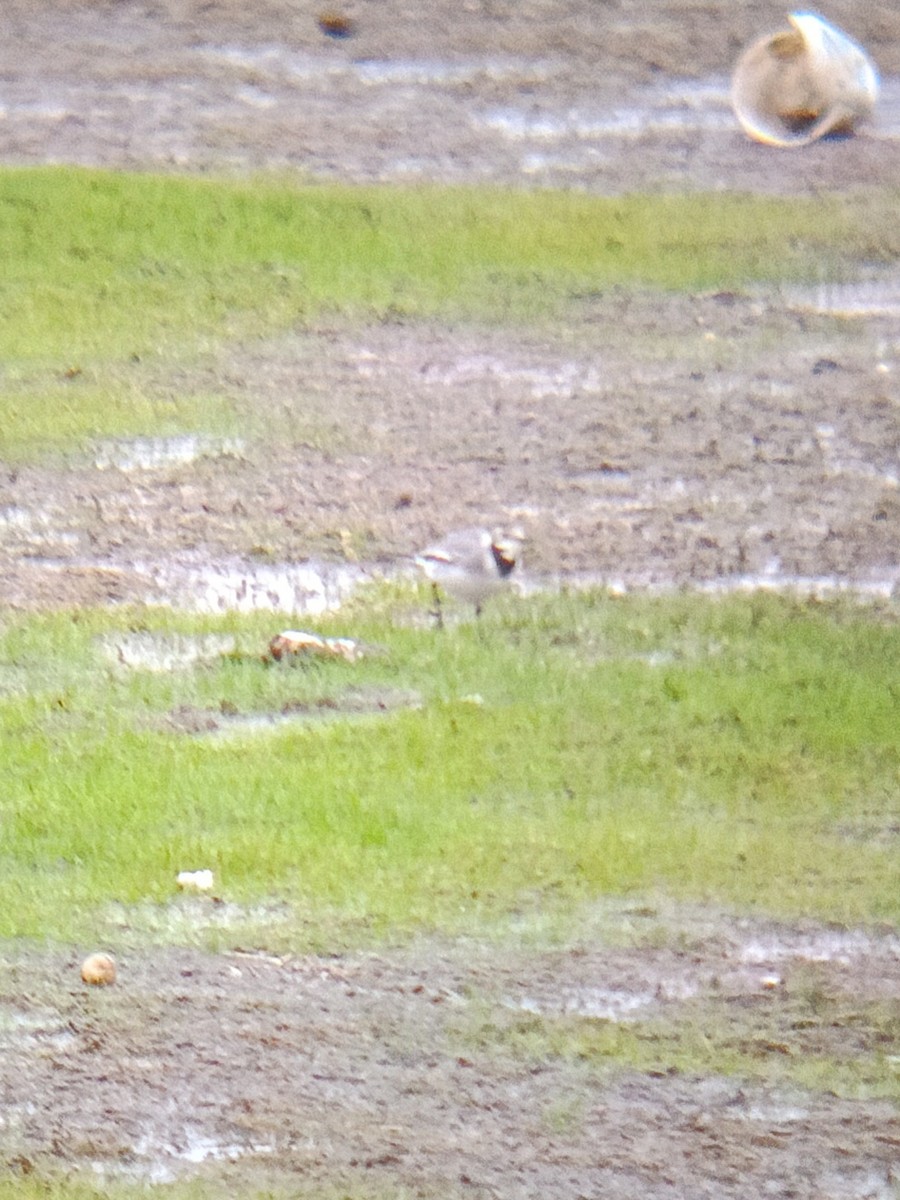 White Wagtail - ML643276506