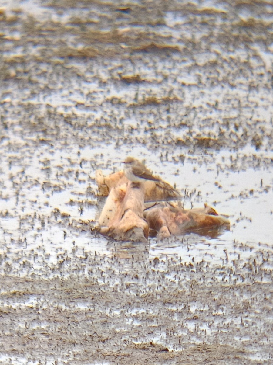 Water Pipit - ML643276511