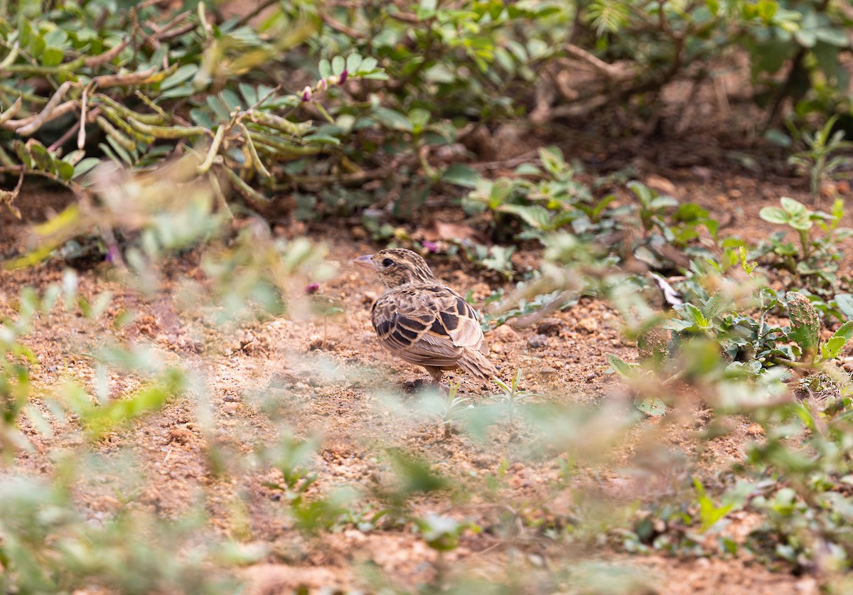 Indian Bushlark - ML643276519
