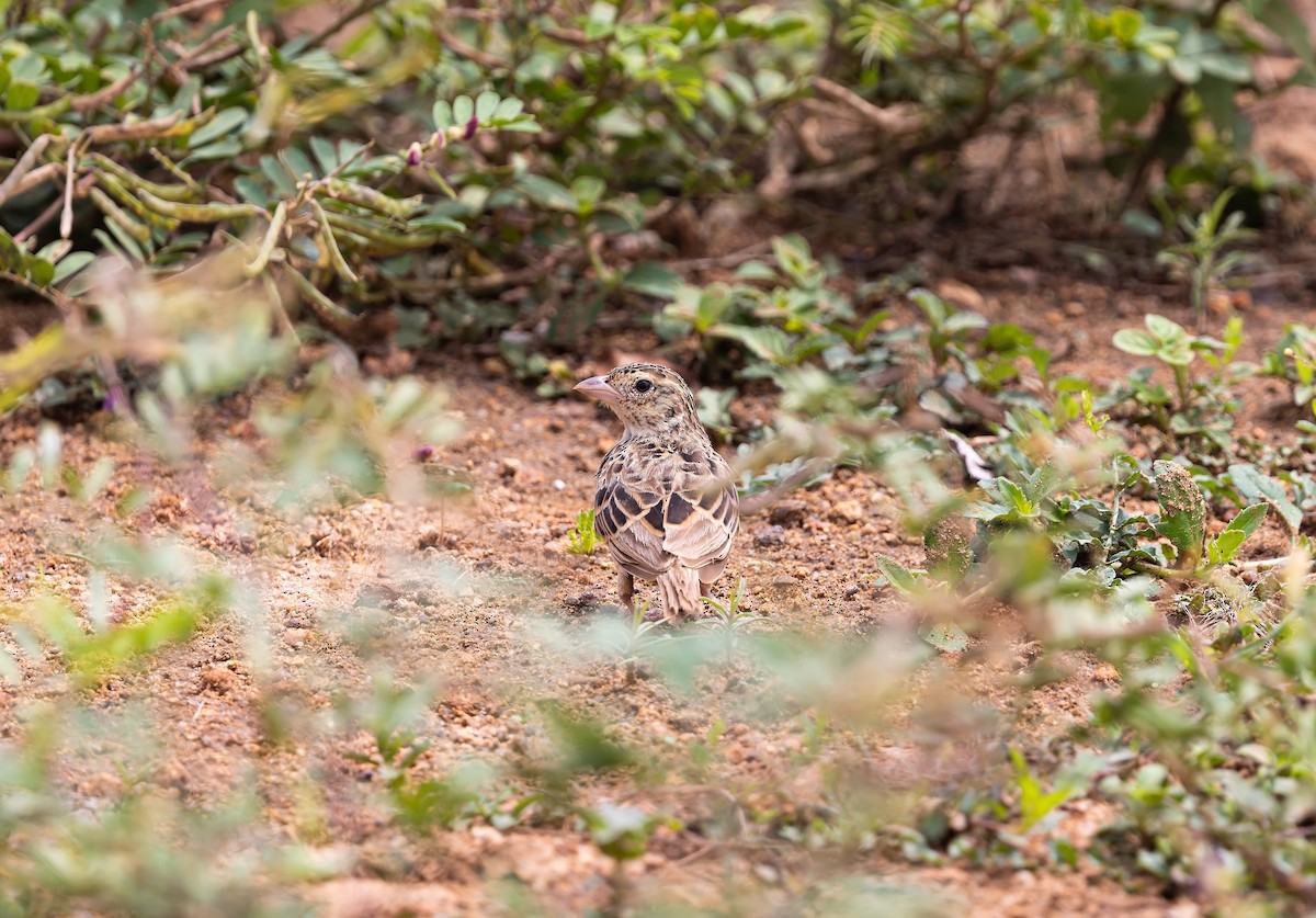 Indian Bushlark - ML643276520