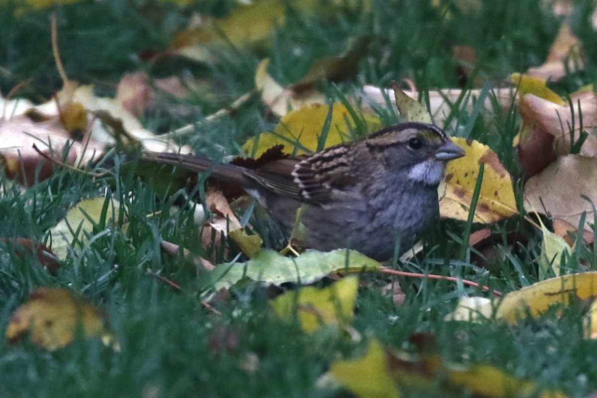 White-throated Sparrow - ML643276535