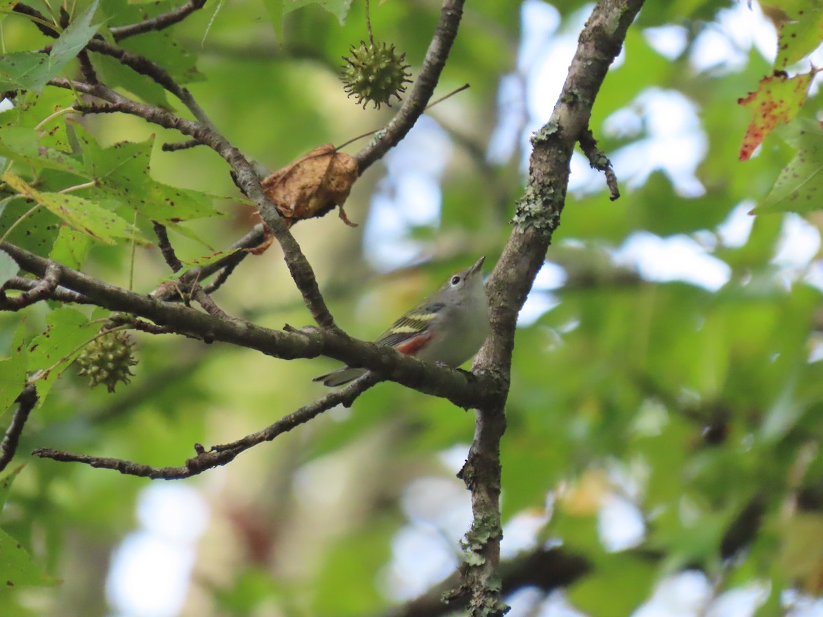 Chestnut-sided Warbler - ML643276541