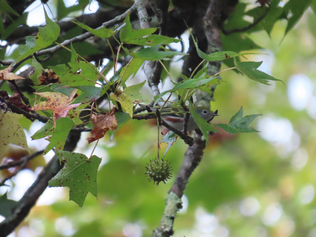 Chestnut-sided Warbler - ML643276542