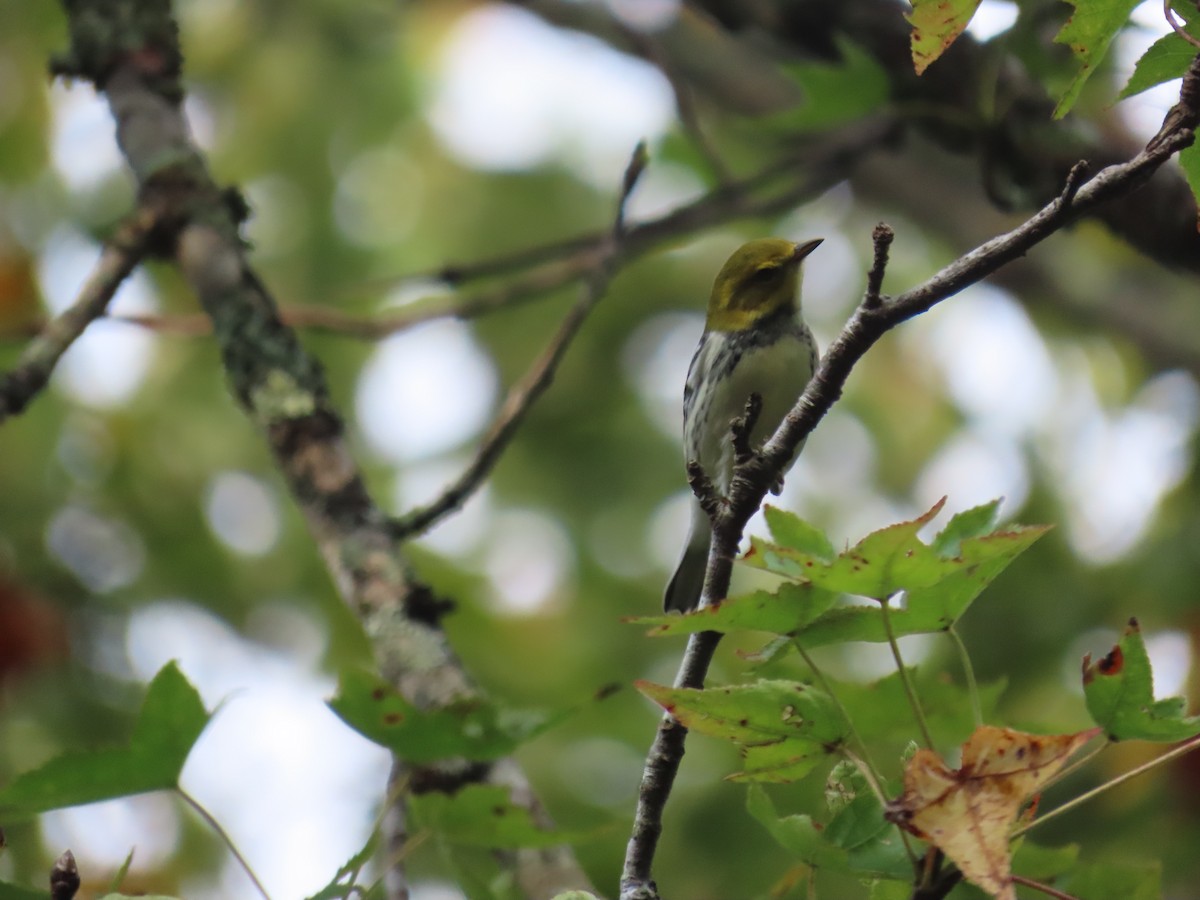 Black-throated Green Warbler - ML643276553