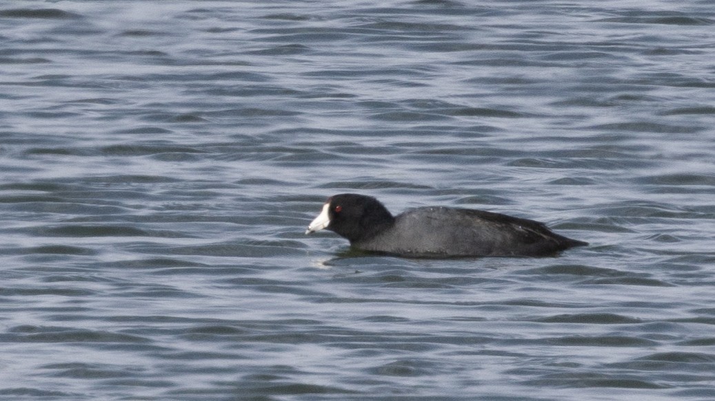American Coot (Red-shielded) - ML643276570