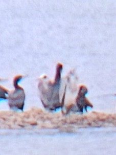 Gray Heron - ML643276625