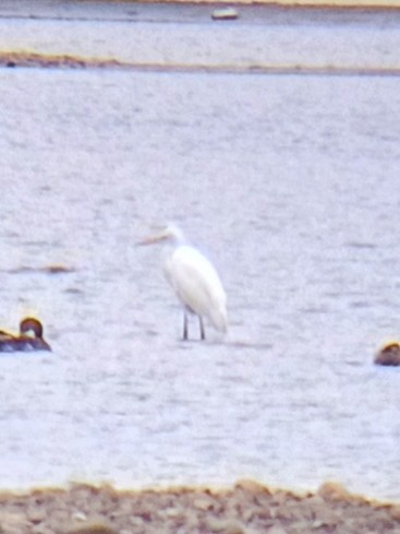 Great Egret - ML643276626