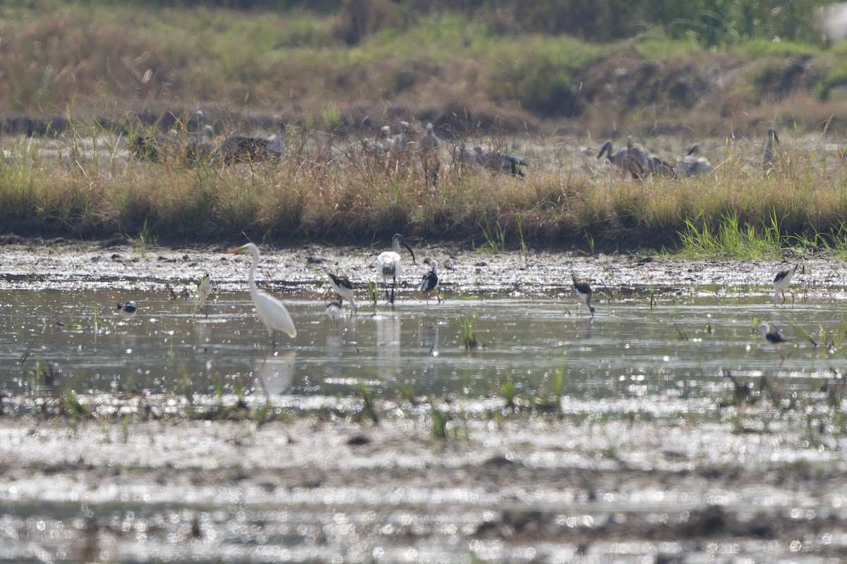 Ibis burubeltza - ML643276649
