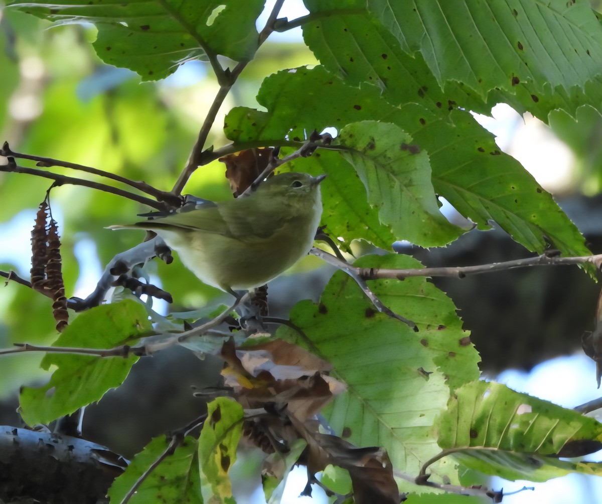 Yellow-browed Tit - ML643276650