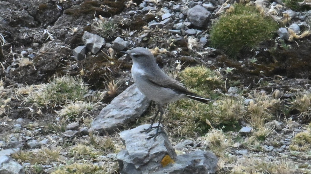 Kül Rengi Yer Tiranı - ML643276658