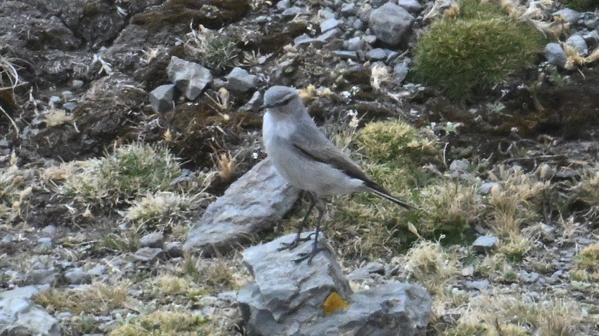 Kül Rengi Yer Tiranı - ML643276663