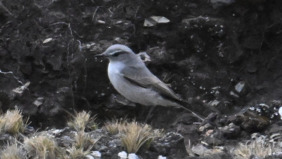 Kül Rengi Yer Tiranı - ML643276676