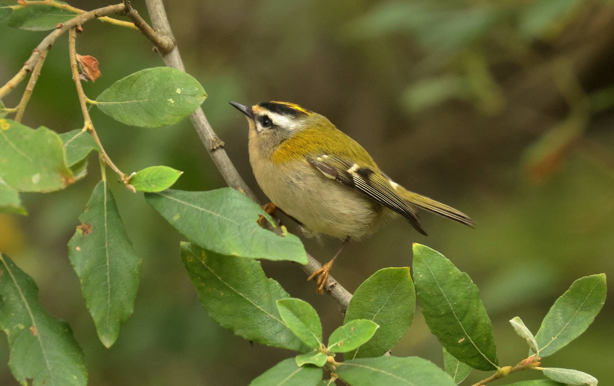 Goldcrest - ML643276731