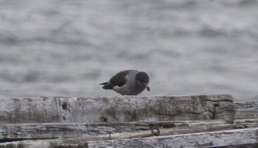 Dolphin Gull - ML643276751