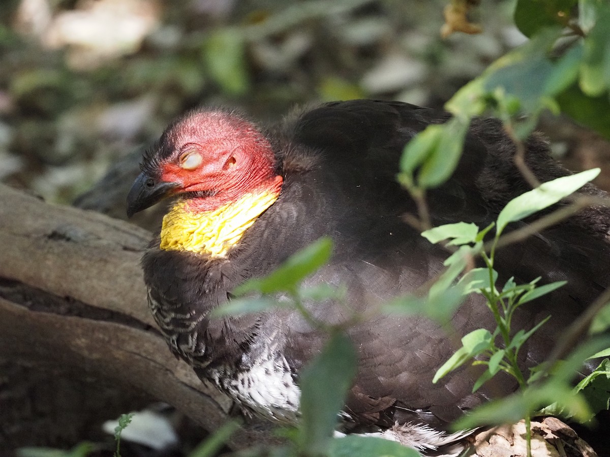 Australian Brushturkey - ML643276783