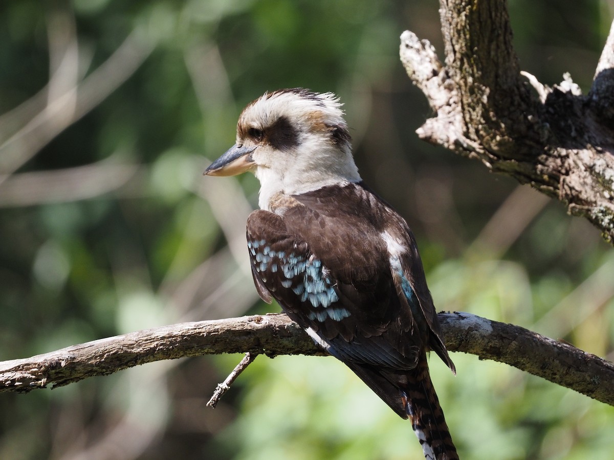 Laughing Kookaburra - ML643276797