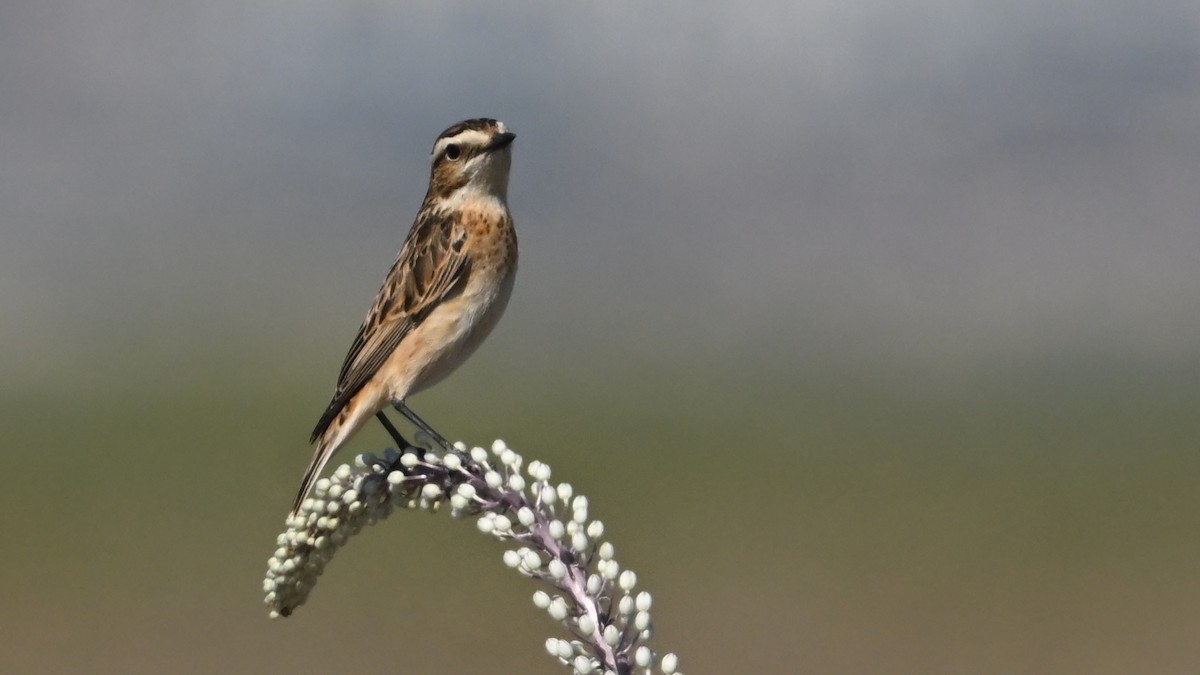Whinchat - ML643276807