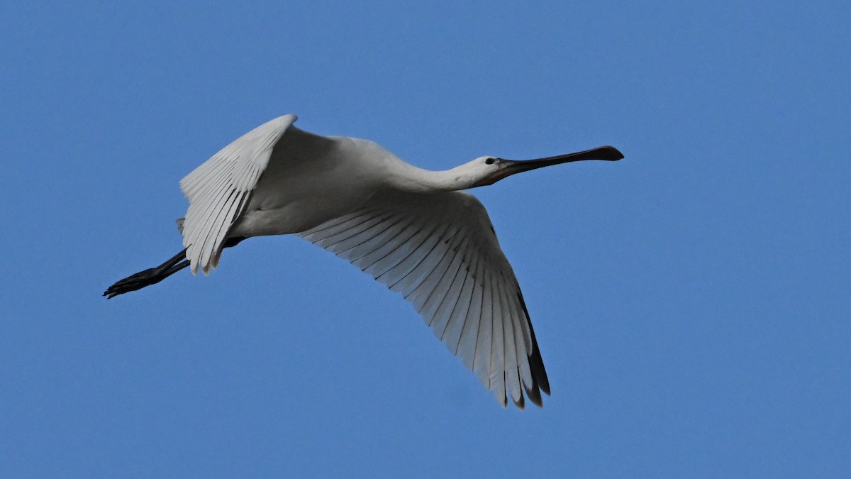 skjestork - ML643276820